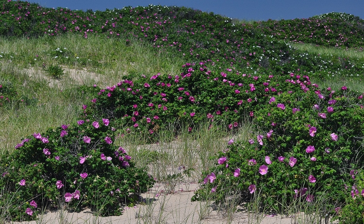 beach roses